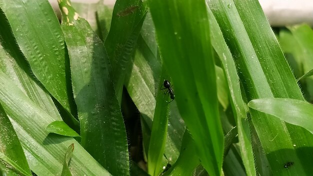 Close-up of fly on leaf