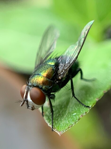 Close-up of fly on leaf