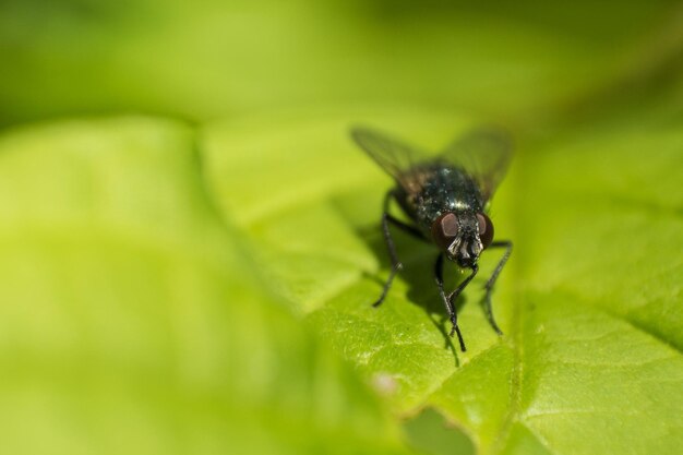 Foto prossimo piano di una mosca sulla foglia