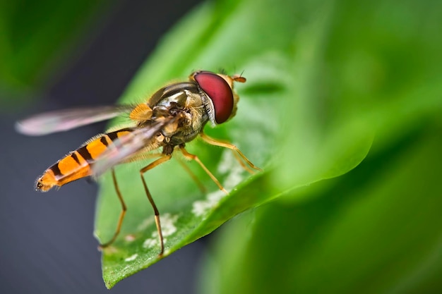 Prossimo piano di una mosca sulla foglia