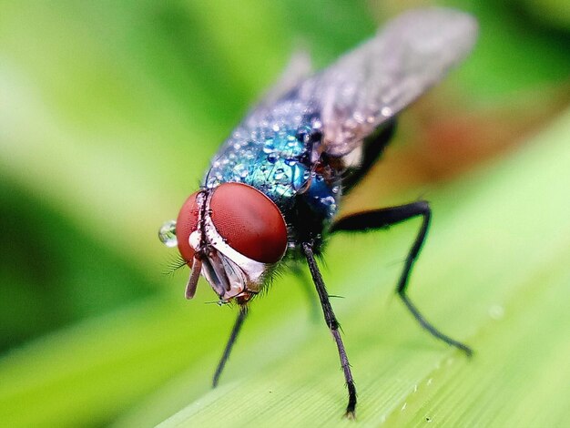 Close-up of fly on leaf