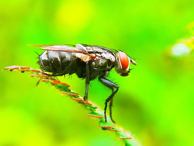 Close-up of fly on leaf