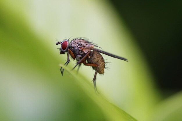 Close-up of fly on leaf