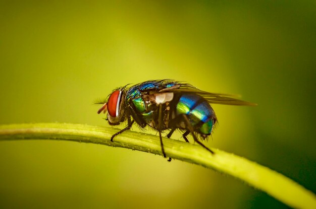 Close-up of fly on leaf