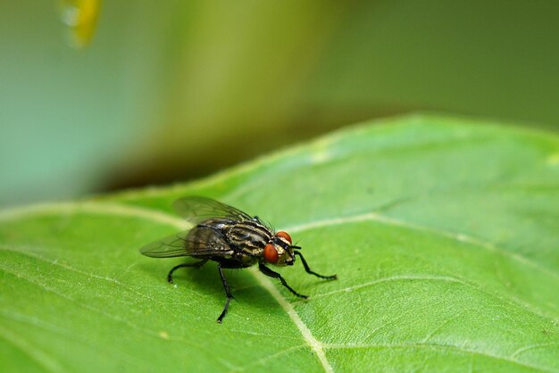 Photo close-up of fly on leaf