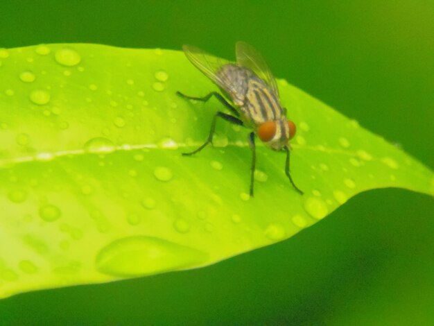 Close-up of fly on leaf