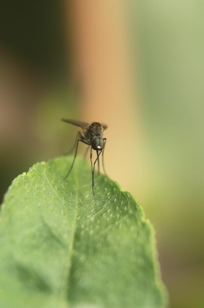 Close-up of fly on leaf