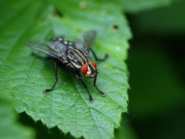 Photo close-up of fly on leaf