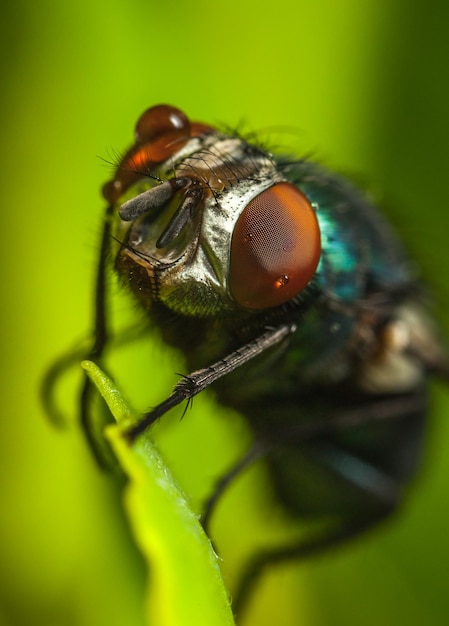 Foto prossimo piano di una mosca sulla foglia