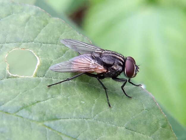 Photo close-up of fly on leaf