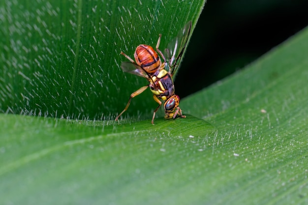 Foto primo piano della mosca su una foglia