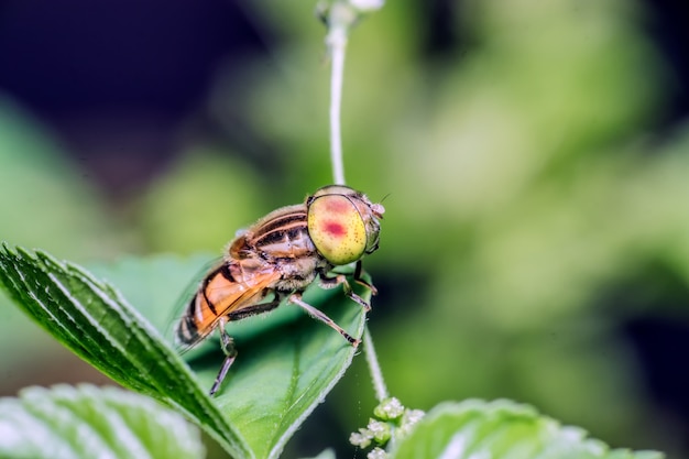  Close-up of fly on a leaf