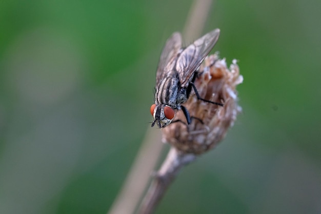 Photo close-up of fly on plant