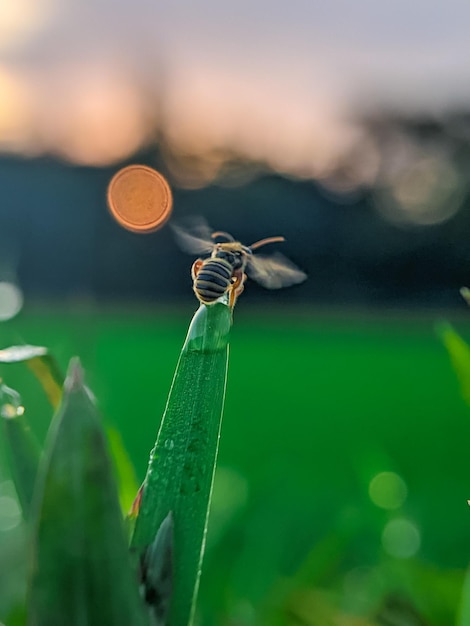 Foto prossimo piano della mosca sulla pianta