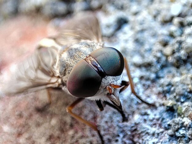 A close up of a fly's eye