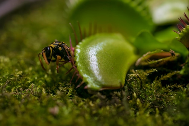 Крупный план мухи, стоящей на венериной мухоловке