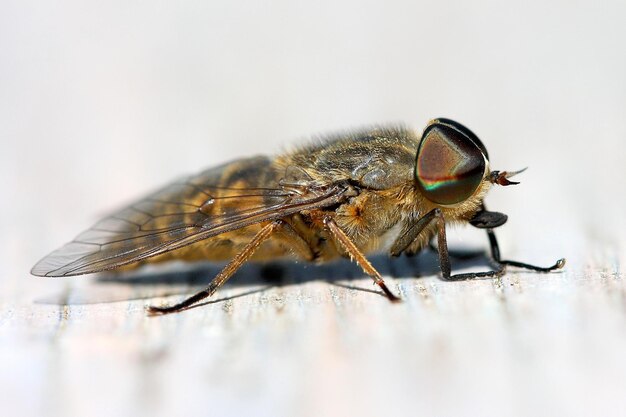 Foto prossimo piano di una mosca sul tavolo