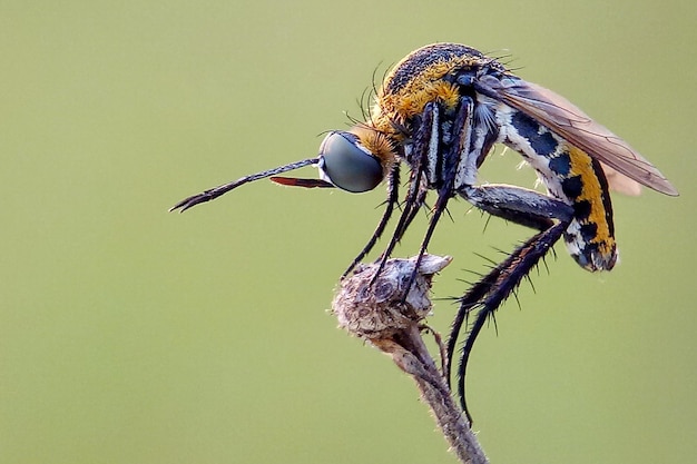 Foto prossimo piano di una mosca su un ramoscello