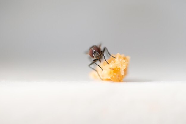 Photo close-up of fly on white background