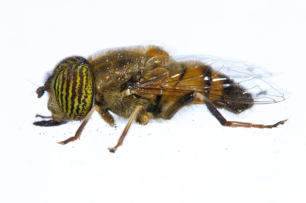 Foto prossimo piano di una mosca su sfondo bianco