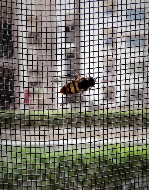 Close-up of fly on wire mesh