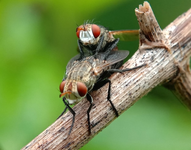 Foto close-up di una mosca sul legno