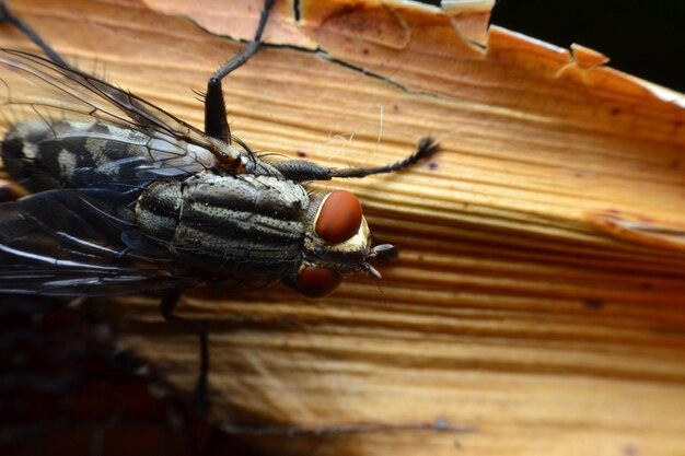 Foto close-up di una mosca sul legno