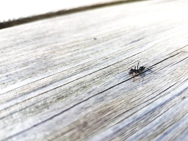 Photo close-up of fly on wooden table