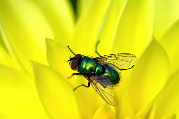 Close-up of fly on yellow dahlia flower