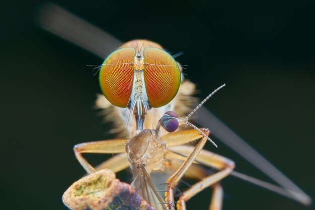 Photo close-up of fly