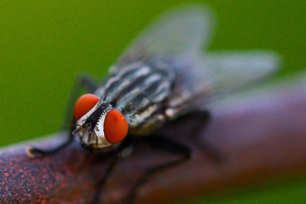 Photo close-up of fly