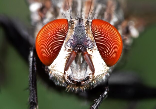 Close-up of fly