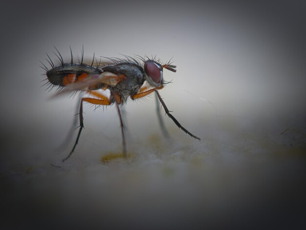 Close-up of fly