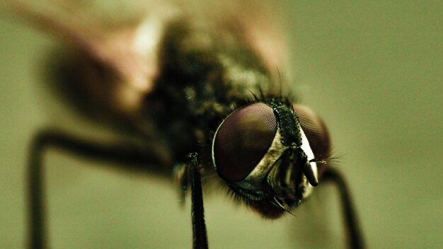 Foto prossimo piano della mosca