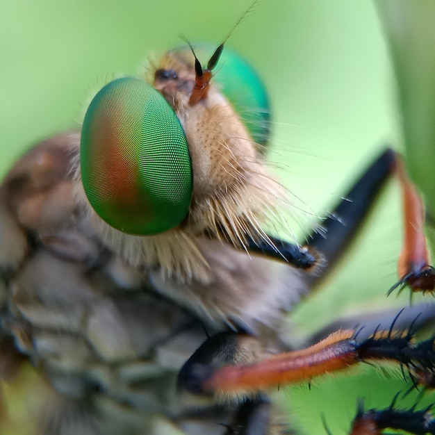 Photo close-up of fly