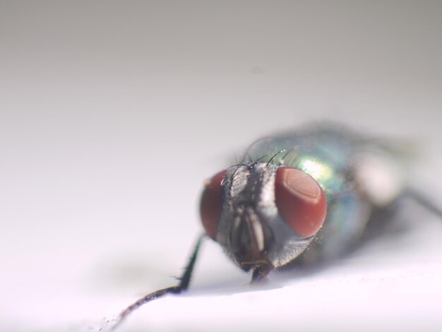 Photo close-up of fly