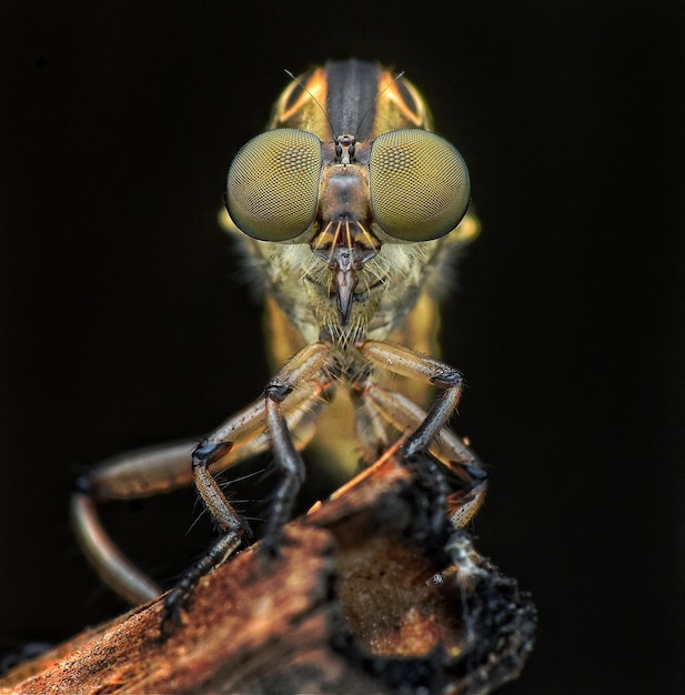 Foto prossimo piano della mosca