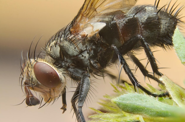 Close-up of fly