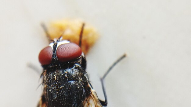 Close-up of fly