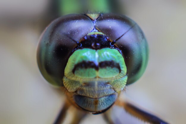 Foto prossimo piano della mosca