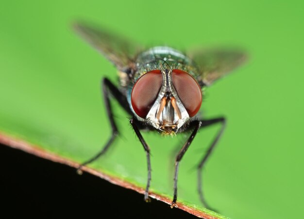 Photo close-up of fly