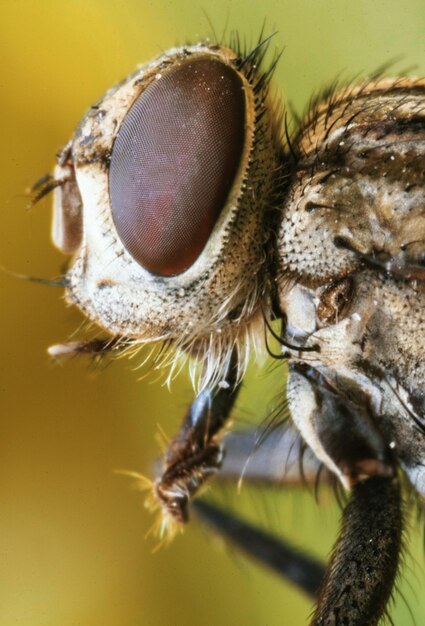 Foto prossimo piano della mosca