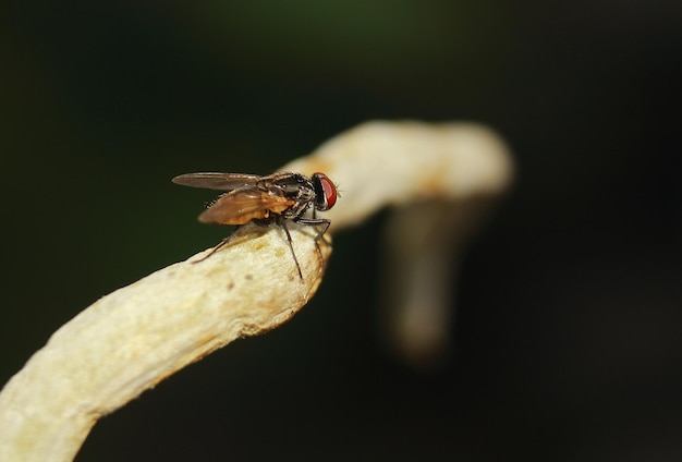 Close-up of fly