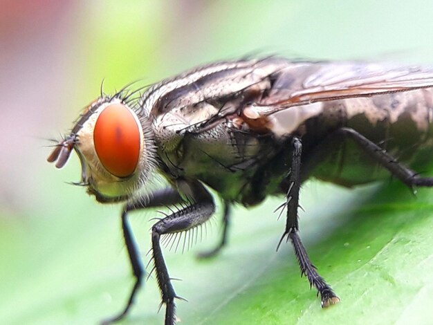 Photo close-up of fly