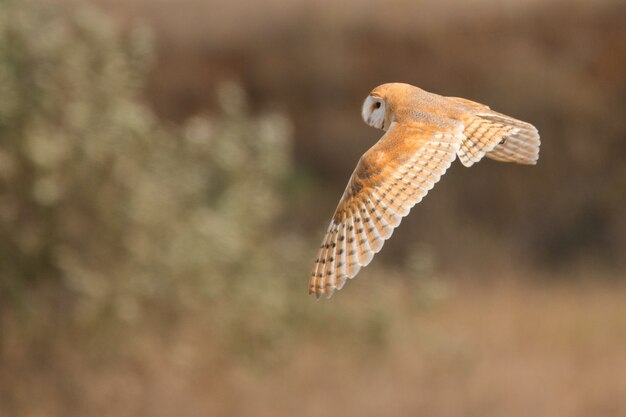 Крупным планом летящая сипуха Tyto alba