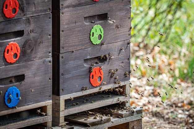 Close up of flying bees Wooden beehive and bees