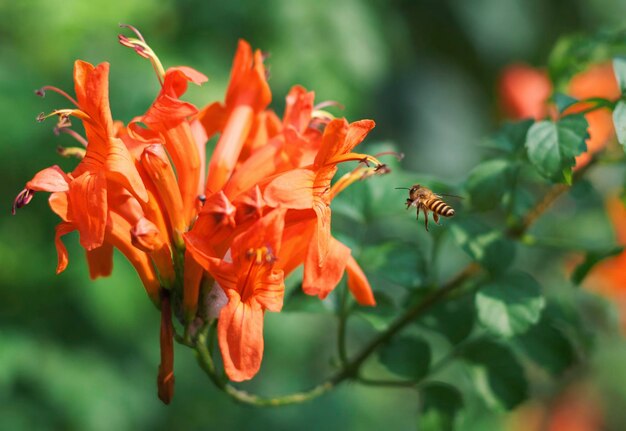 Photo close-up of flying honey bee on orange flower