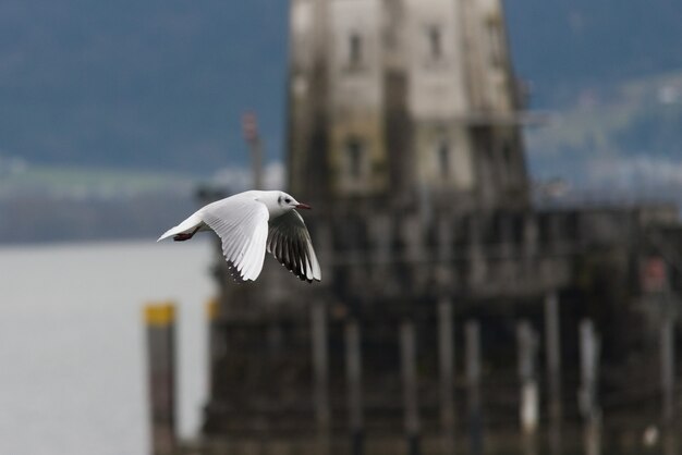 close up on flying seagull in the harbor