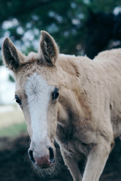 野原での小馬のクローズアップ