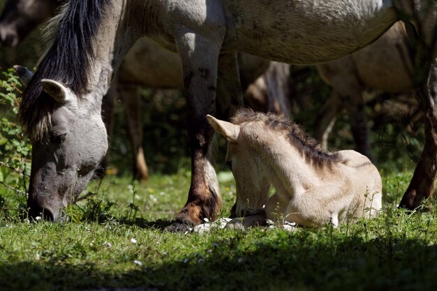 Close-up of foal and horse standing on field